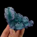 specimen video