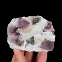 specimen video