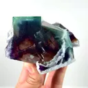 specimen video