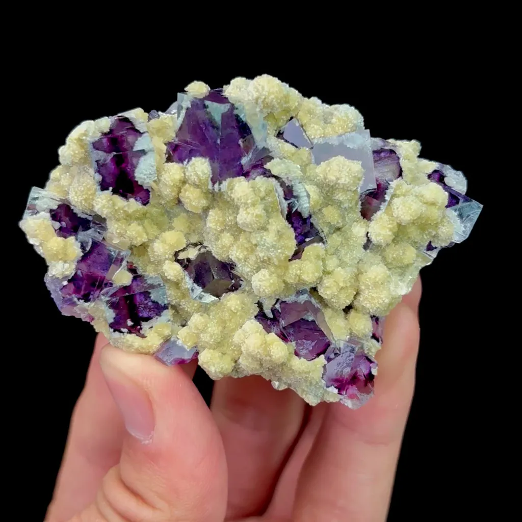 specimen video