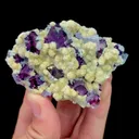specimen video