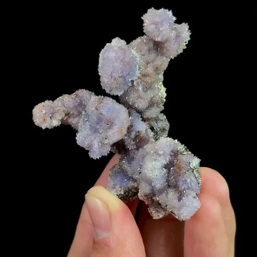 specimen video