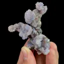 specimen video