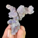 specimen video
