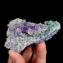 specimen video