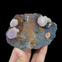 specimen video