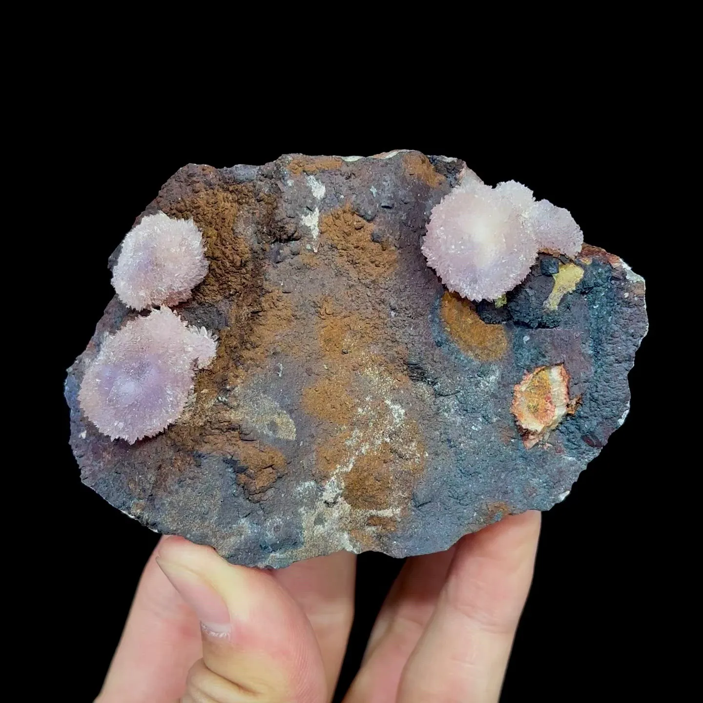 specimen video