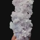 specimen video