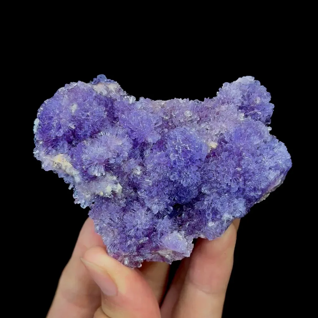 specimen video