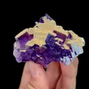 specimen video