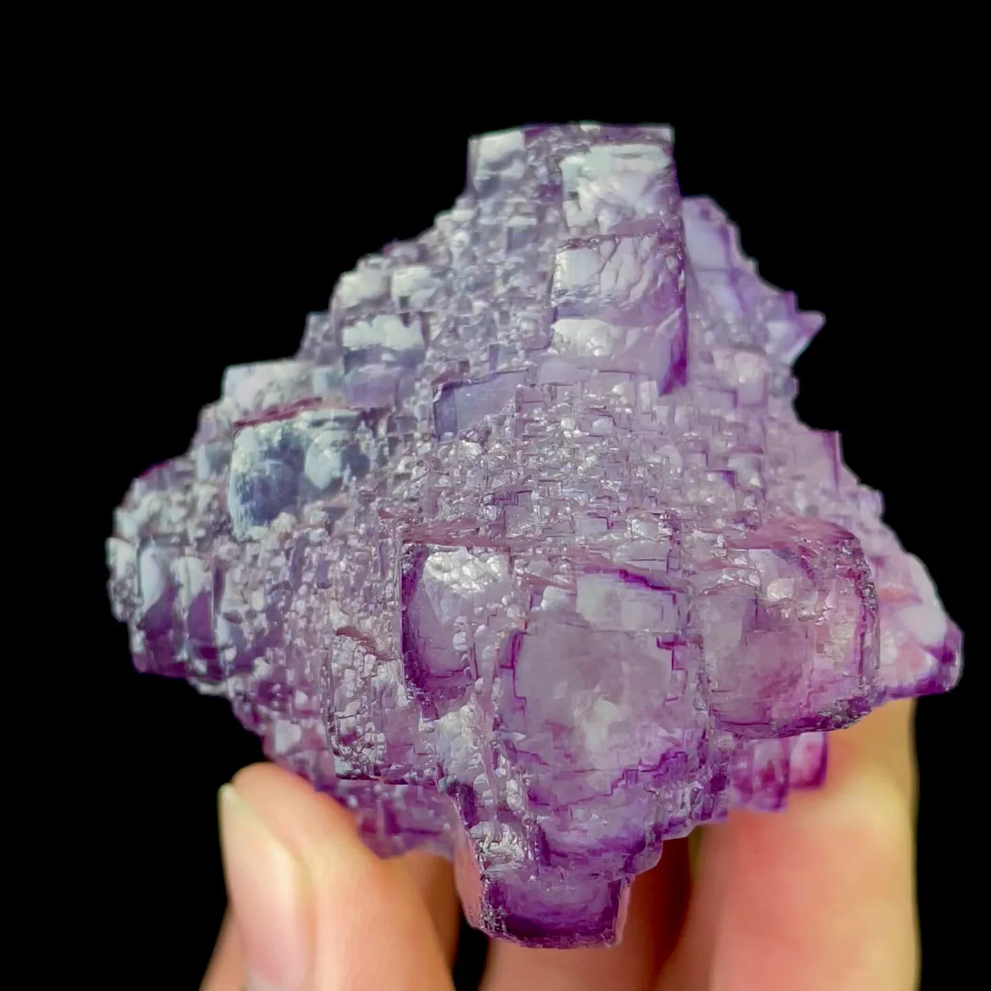 specimen video