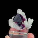 specimen video