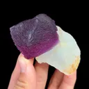 specimen video