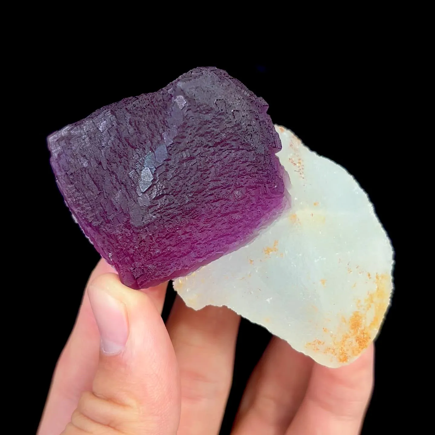 specimen video