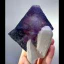 specimen video