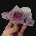 specimen video