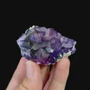 specimen video