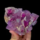 specimen video