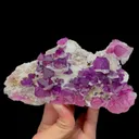 specimen video