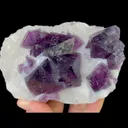 specimen video