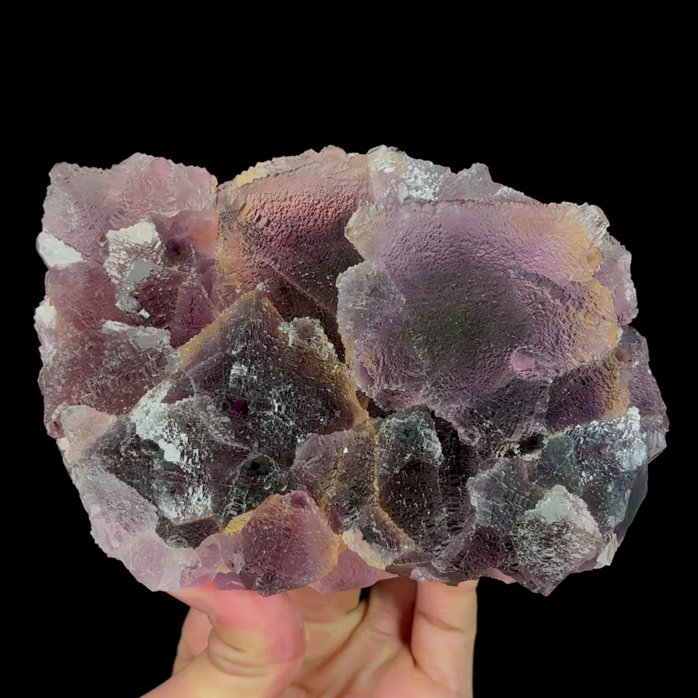 specimen video