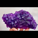 specimen video
