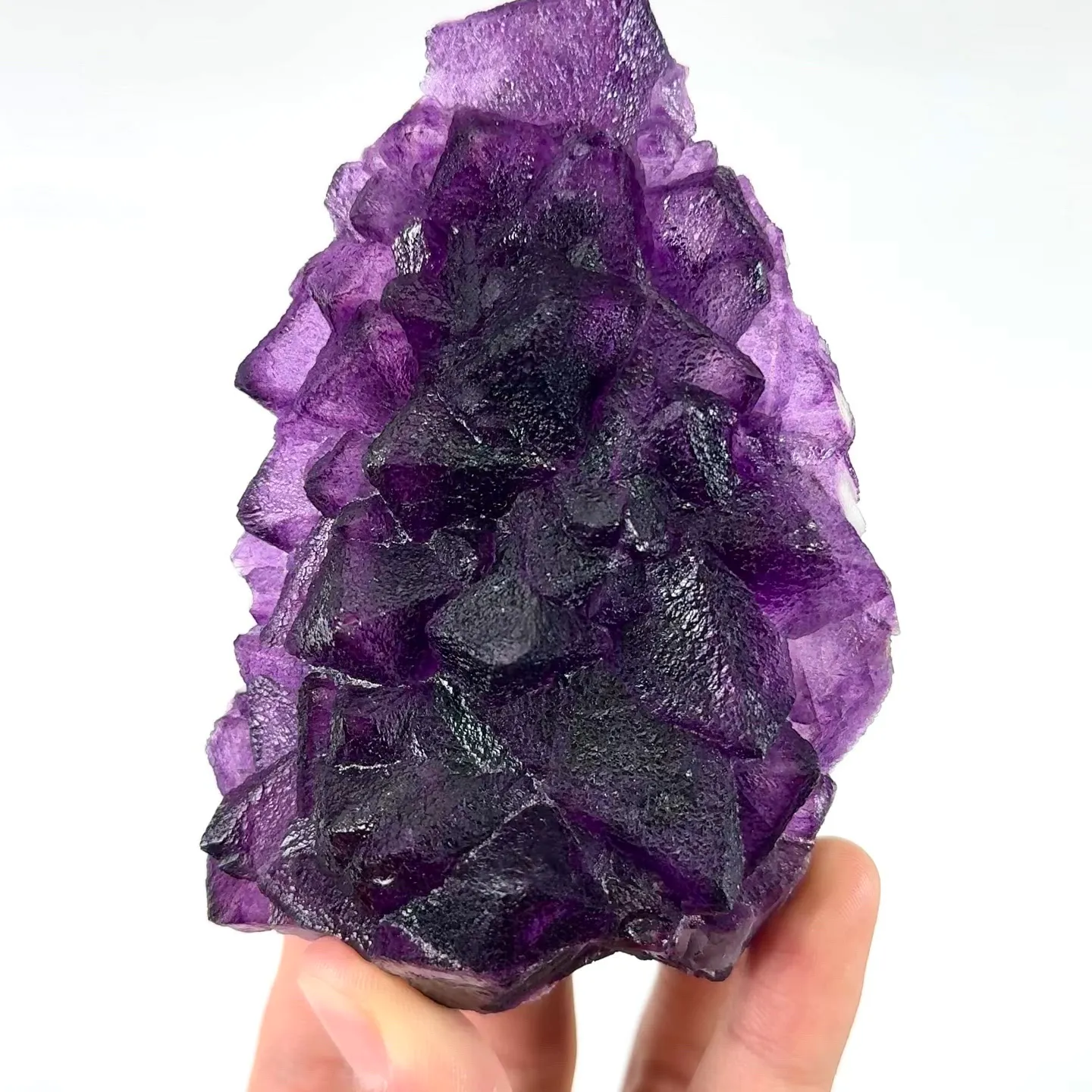 specimen video