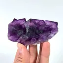 specimen video