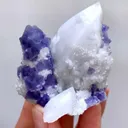specimen video