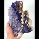 specimen video