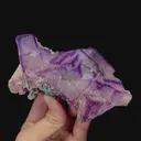 specimen video