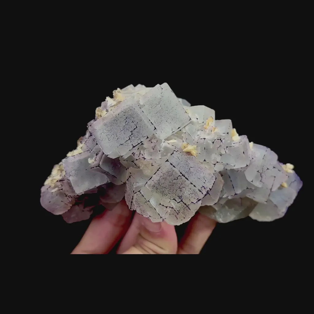 specimen video