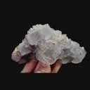 specimen video