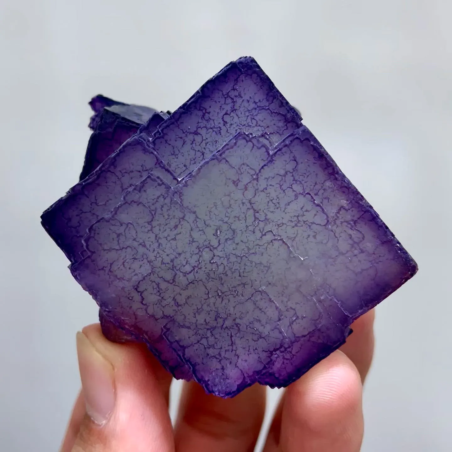 specimen video