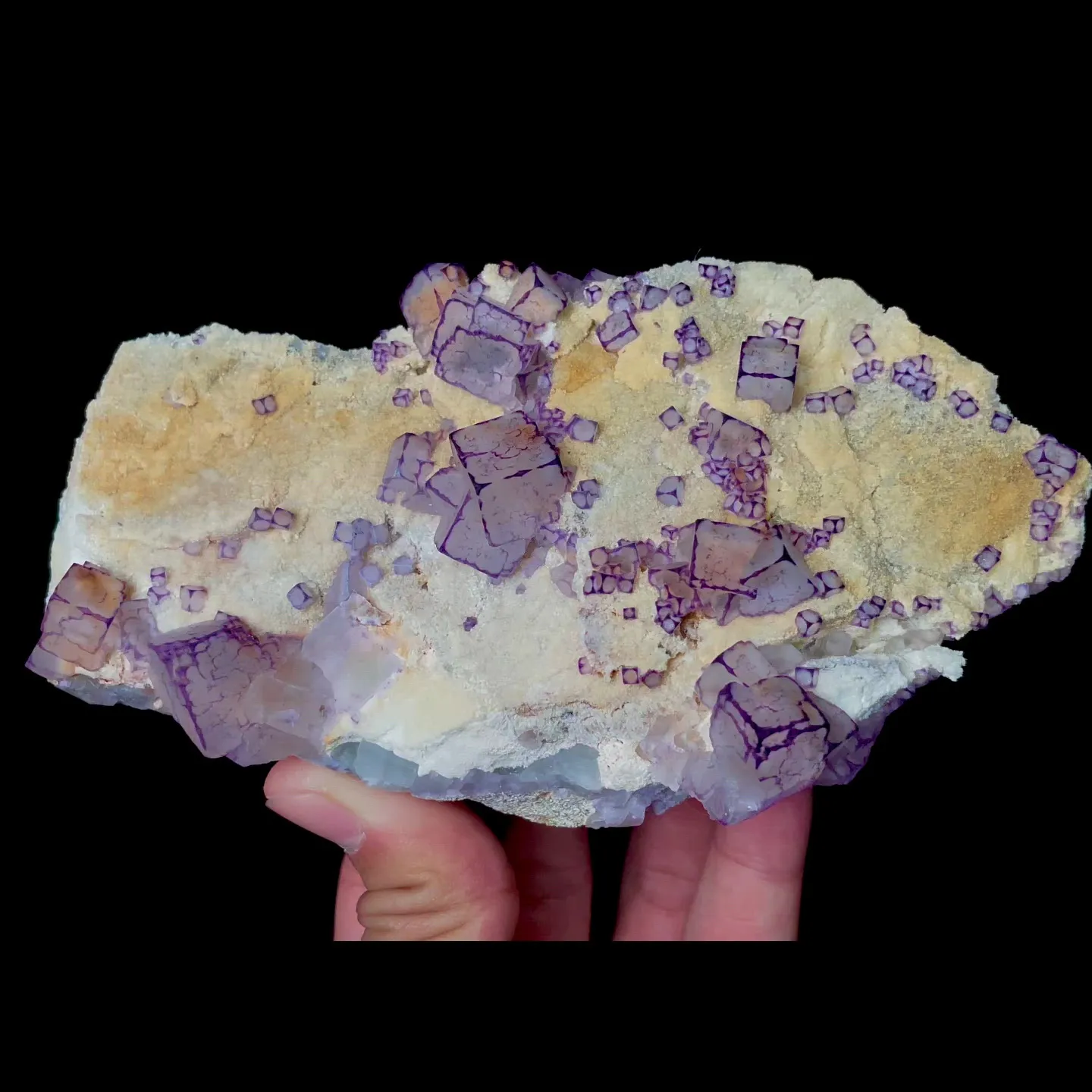 specimen video