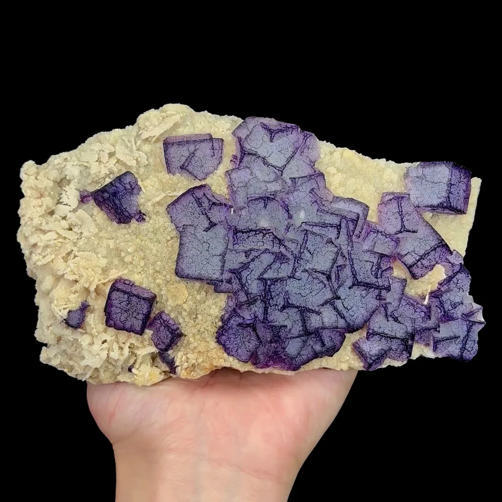 specimen video
