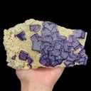 specimen video