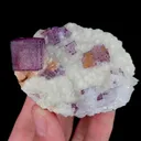 specimen video