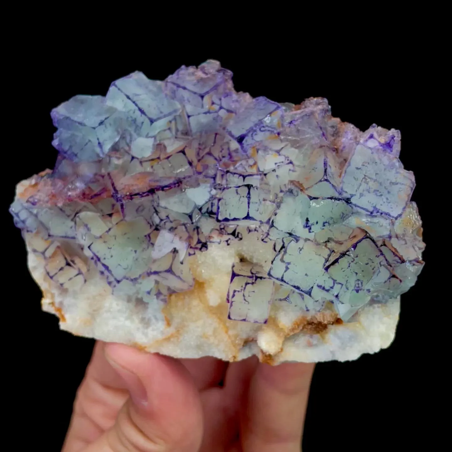 specimen video