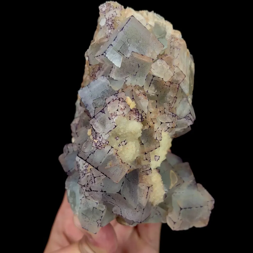 specimen video
