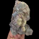 specimen video