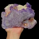 specimen video