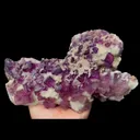 specimen video