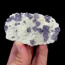 specimen video