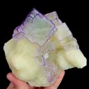 specimen video