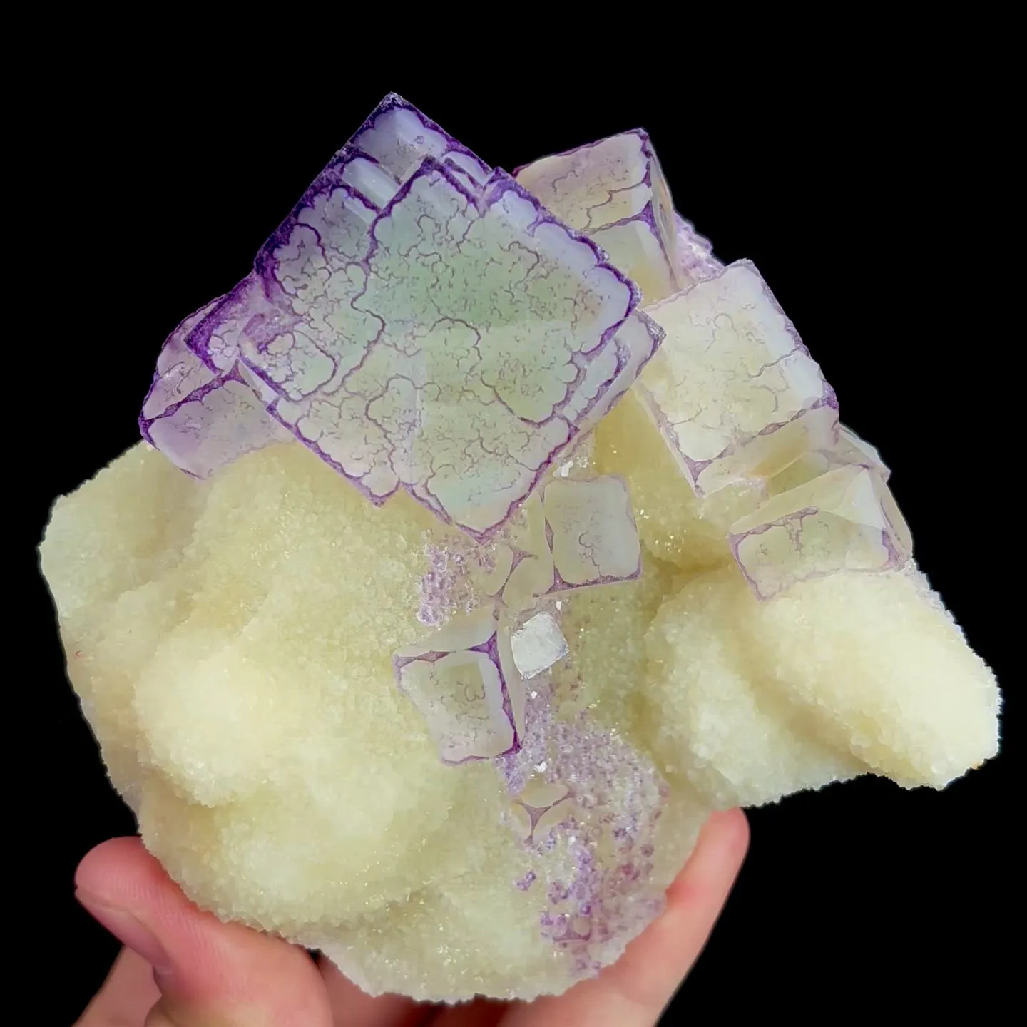 specimen video