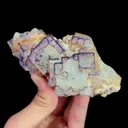 specimen video
