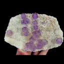 specimen video