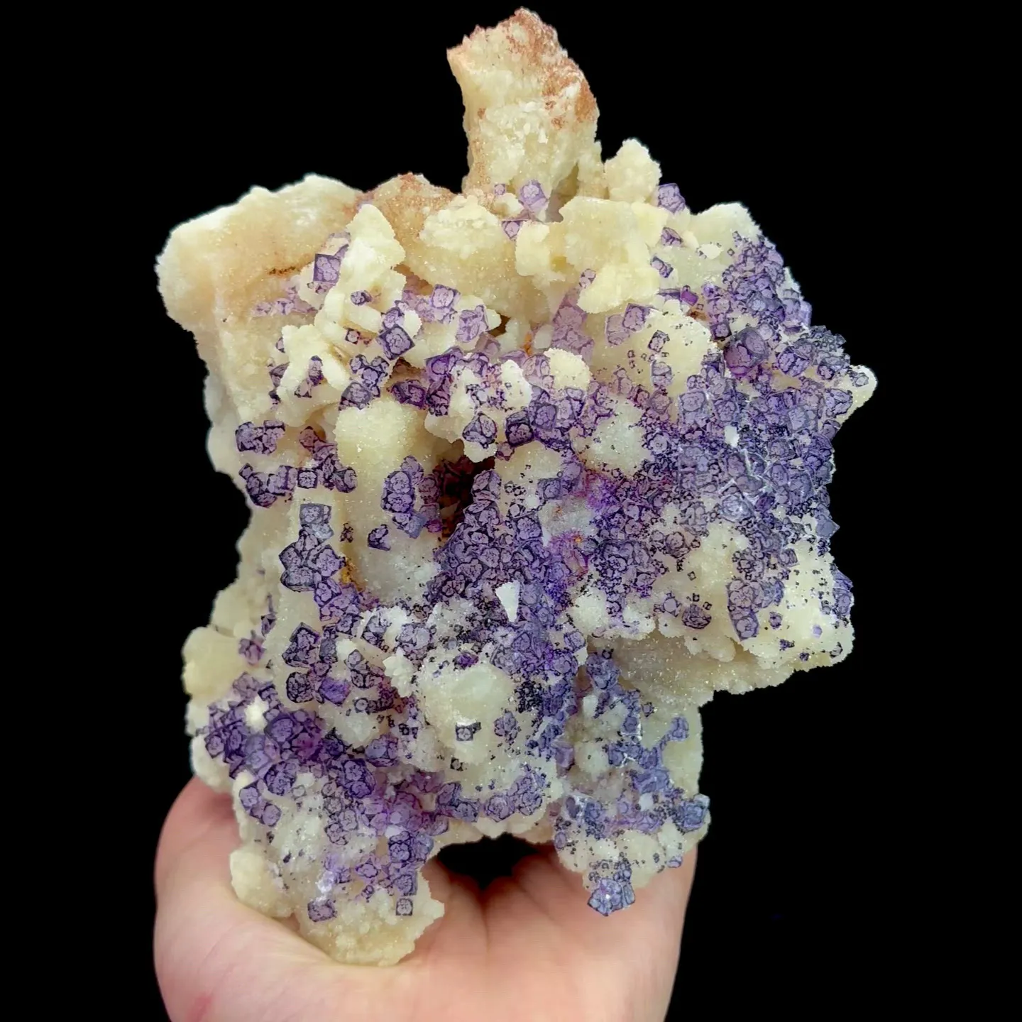 specimen video