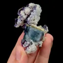 specimen video